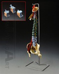 Muscle Spine Model with Disorders